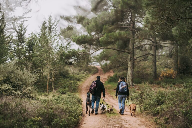 hiking dogs