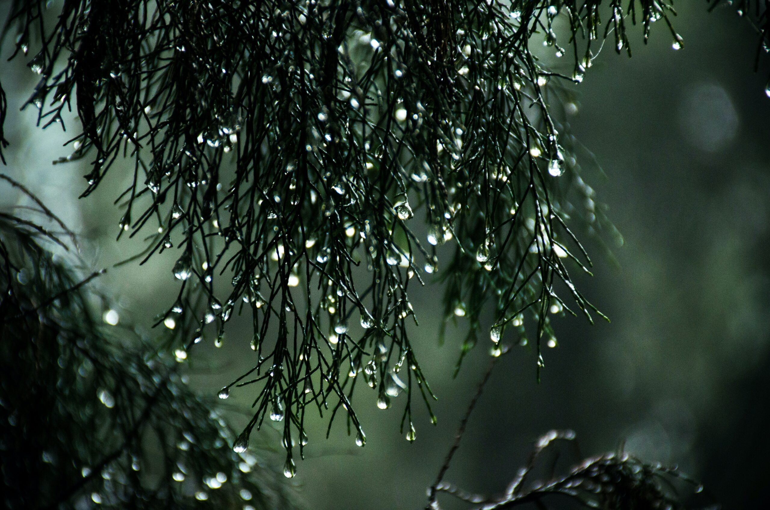 rain dripping from leaves