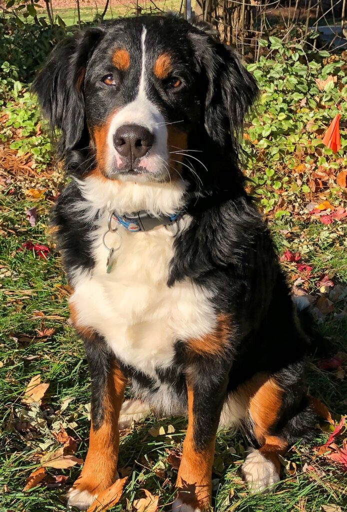 Bernese Mountain Dog