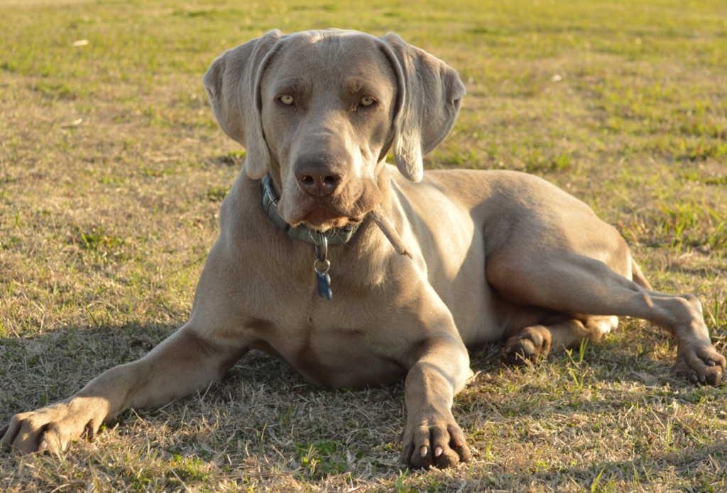 The Weimaraner