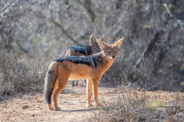 Hiking and wildlife