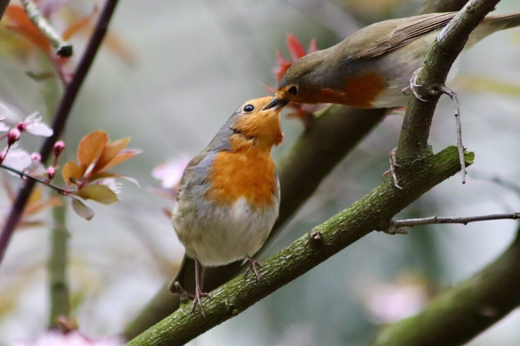 robin, songbird, feeding-7885574.jpg
